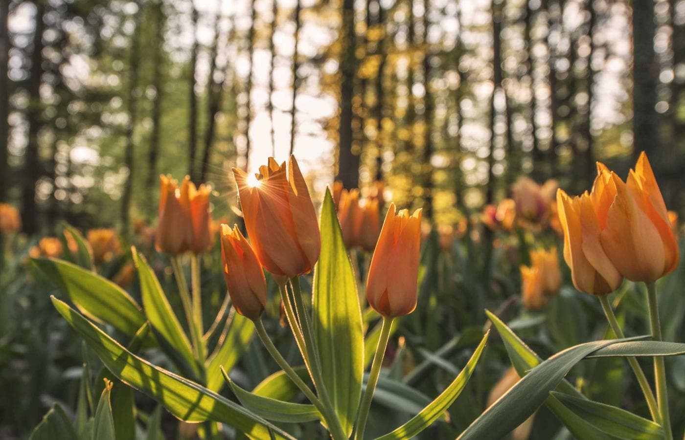 Wine Tasting in North Georgia Wine Country